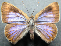 Hypochrysops epicurus - Adult